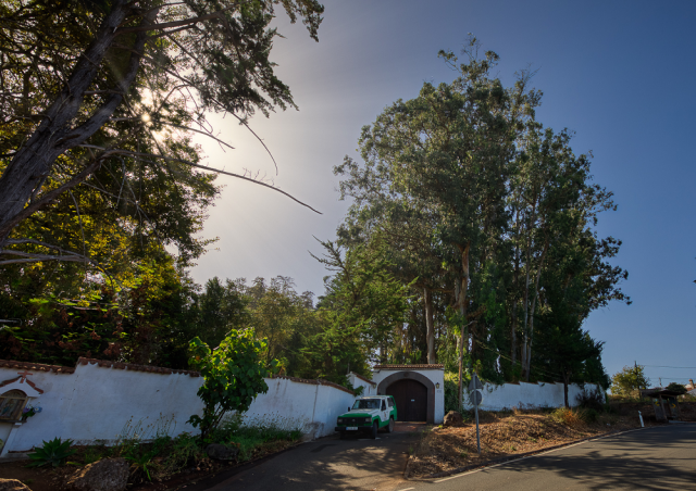 El Cabildo cataloga 85 árboles de Gran Canaria como singulares por su porte, belleza o su antigüedad centenaria de hasta 400 años 2 Eucaliptos Jardín de Corvo más alto