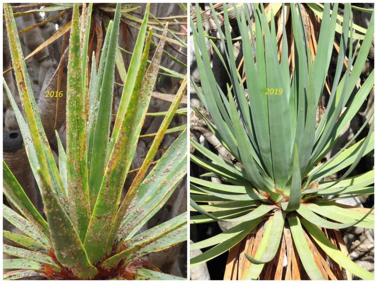 El Drago de Gáldar supera la plaga de lapilla