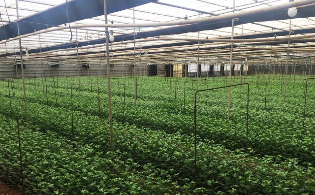 Instalaciones Flores y plantas 1