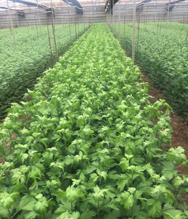 Instalaciones Flores y plantas 2