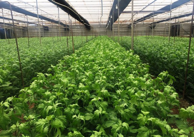 Instalaciones Flores y plantas 3