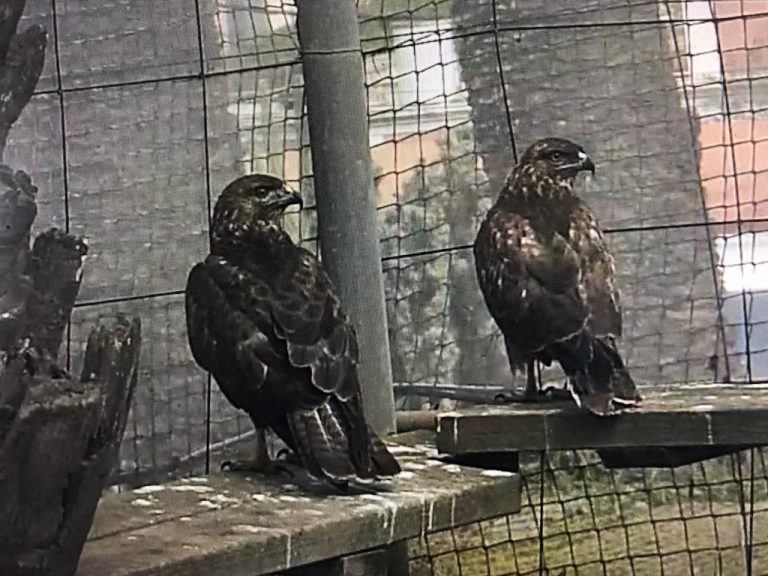 Suelta de tortugas y de aguilillas, una exposición del Jardín Canario y stand de reciclaje, actividades del Cabildo en el Womad