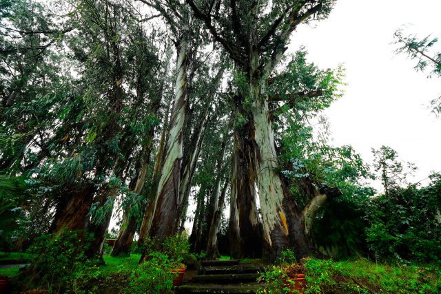 arbolescentenarios 2