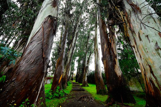 arbolescentenarios 3