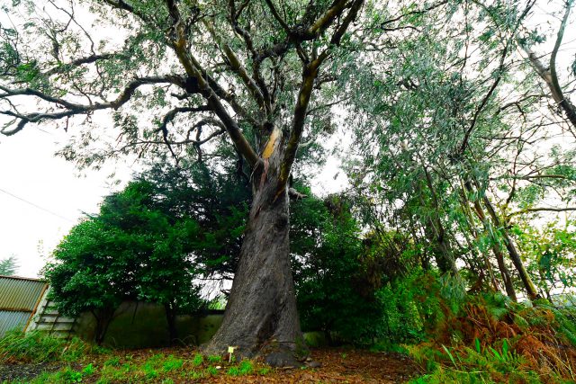 arbolescentenarios 4