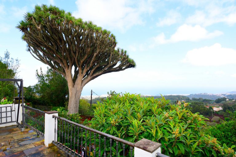 ASAGA consigue que el Cabildo de Tenerife trasplante los árboles que afectan la parcelas agrarias desde Las Chafiras a las Galletas