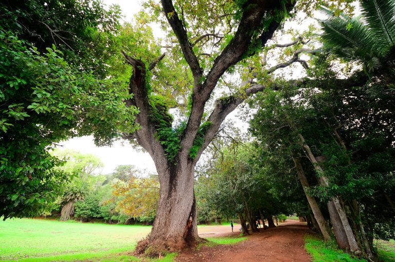 El Catálogo de Árboles Singulares de Gran Canaria será uno de los más biodiversos de España