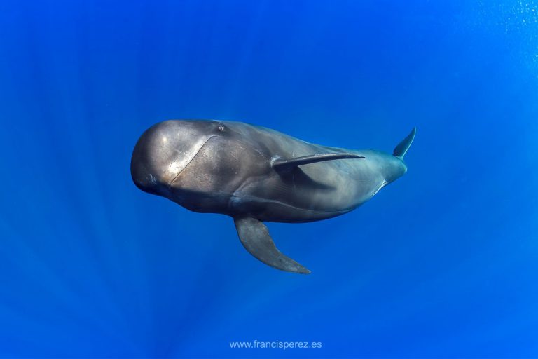 La ULL participa en una investigación internacional sobre la ecolocalización en ballenas de buceo profundo