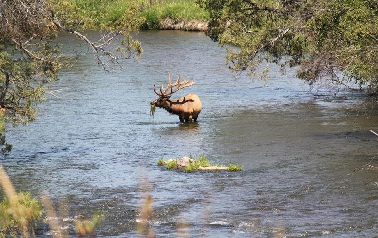 La asombrosa táctica de una pitón para cazar un ciervo que bebía agua en un río