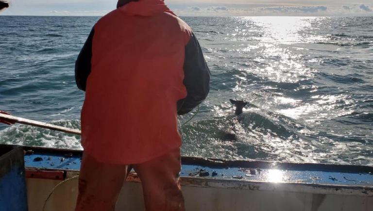 Un pescador de langostas rescata a un ciervo en alta mar a más de 5 millas de la costa