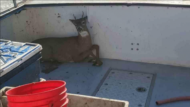Un pescador de langostas rescata a un ciervo en alta mar a más de 5 millas de la costa 27 ciervo2