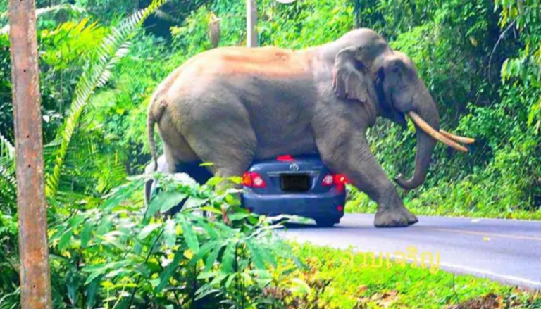 Un elefante destroza el coche de una familia durante una visita a un Parque Nacional