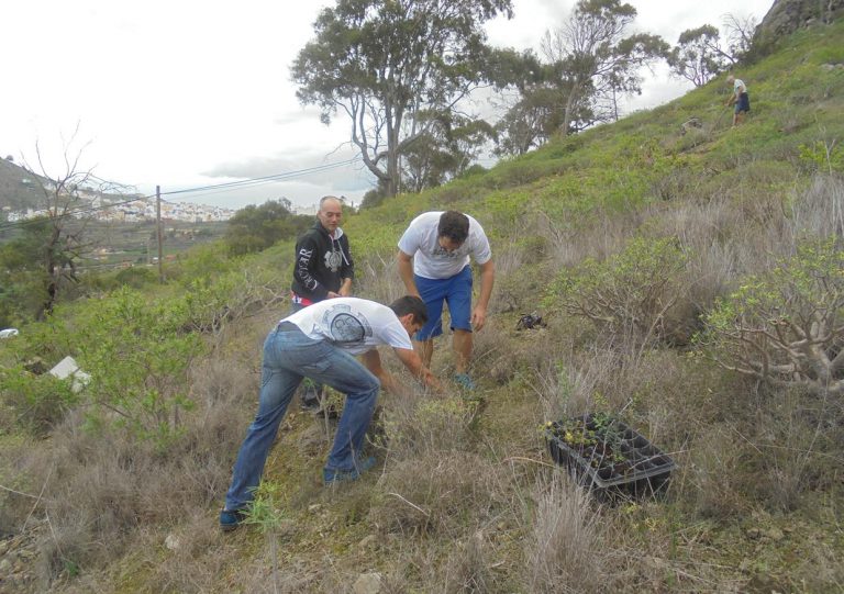 Activat y La Vinca Ecologistas en Acción convocan una plantación de flora canaria en las laderas del Tiro Pichón (Arucas) para el domingo 1 de diciembre