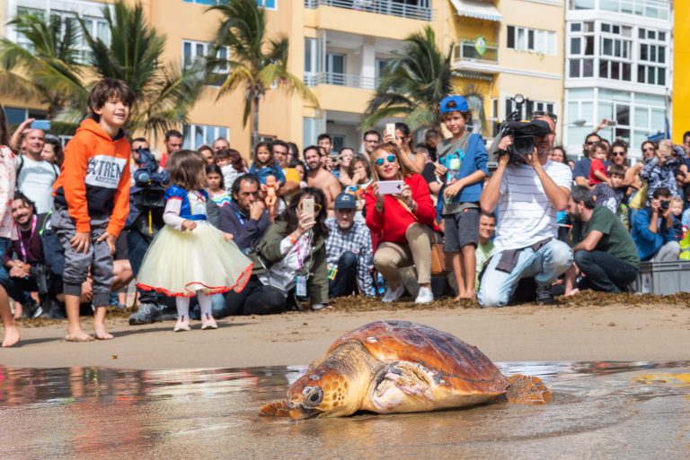 El Cabildo devuelve dos tortugas al mar en Las Canteras tras curarlas en su Centro de Recuperación