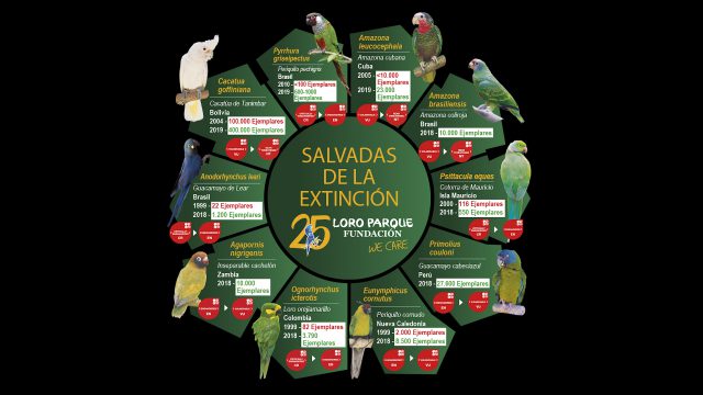 Loro Parque Fundación salva a 10 especies de loros de la extinción   5 10 especies salvadas