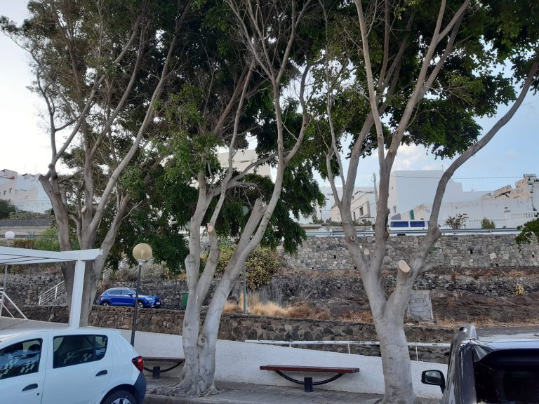 El Ayuntamiento inicia los trabajos de poda de árboles de la zona del Tanatorio Municipal