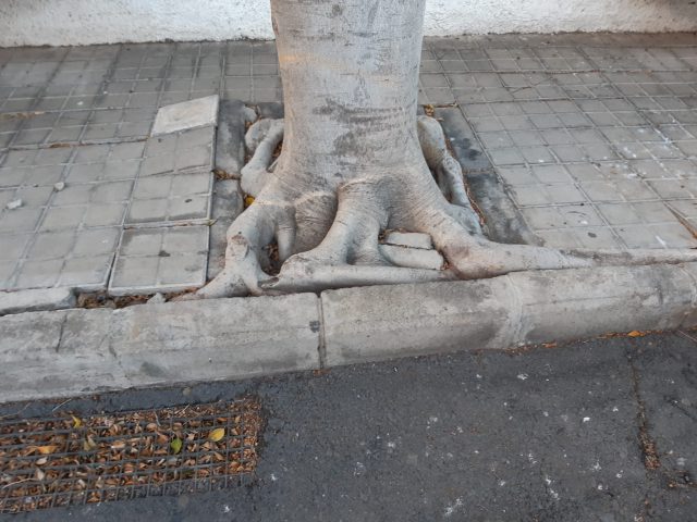 El Ayuntamiento inicia los trabajos de poda de árboles de la zona del Tanatorio Municipal 1 191202 poda arboles tanatorio 3