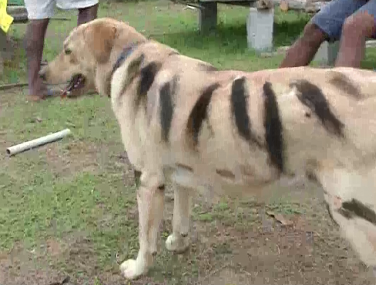 Un granjero pinta a su perro como un tigre para espantar a los monos