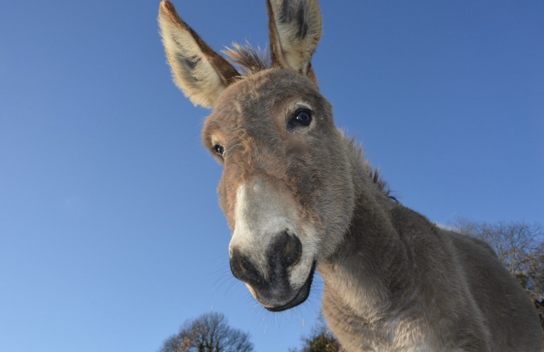 Una asociación de Toledo ofrece a Greta Thunberg un burro para llegar a Madrid