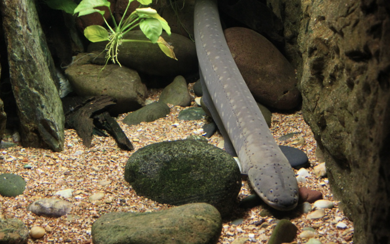 Utilizan una anguila eléctrica para encender las luces navideñas de un acuario