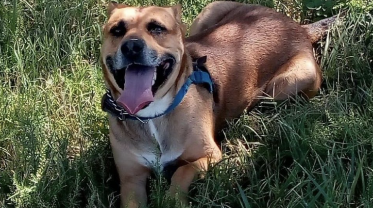 Unos vecinos matan a la perra de su inquilina después de que se comiera una planta de marihuana