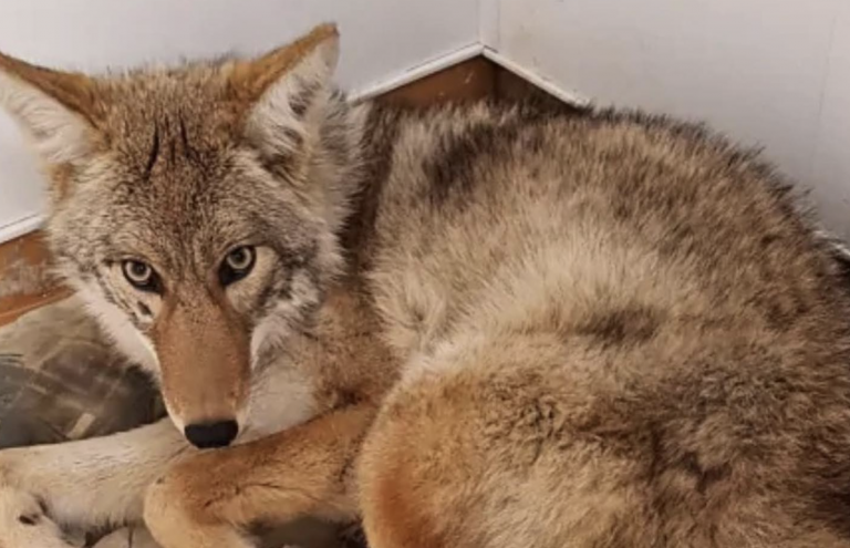 Socorre al perro que acababa de atropellar para descubrir que era un coyote