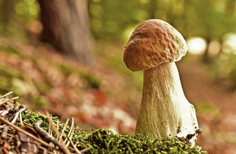 Cárcel para un hombre que se metió en un campo de adiestramiento militar de Albacete para coger setas