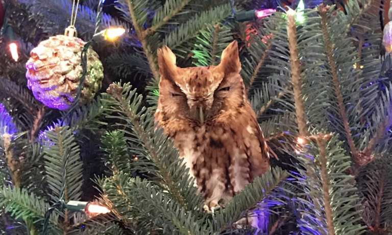 Un búho anida en el árbol de Navidad de una familia