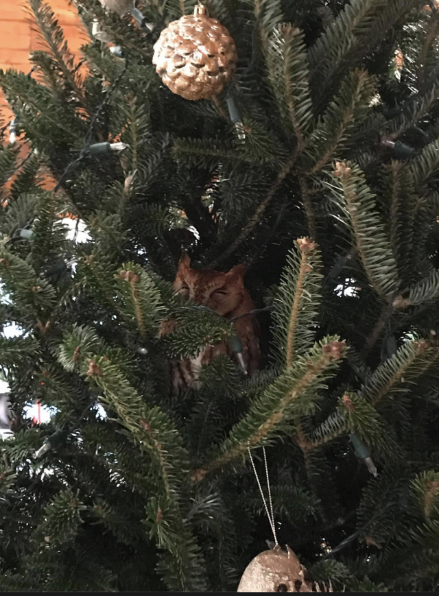 Captura de pantalla 2019 12 20 a las 9.40.31