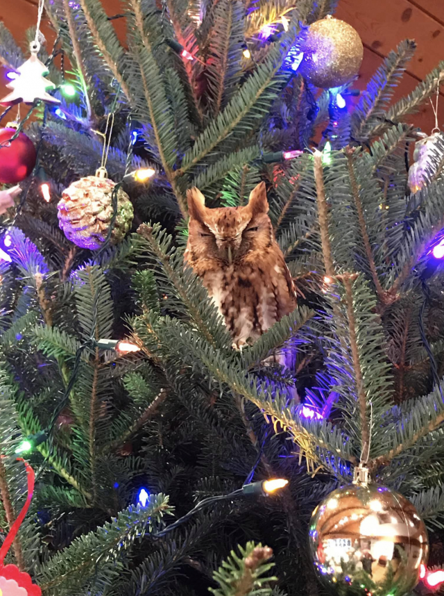 Captura de pantalla 2019 12 20 a las 9.40.45