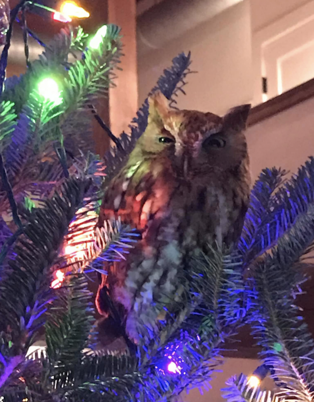 Captura de pantalla 2019 12 20 a las 9.41.03