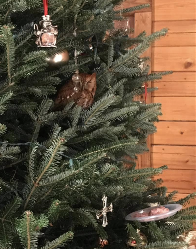 Captura de pantalla 2019 12 20 a las 9.41.12