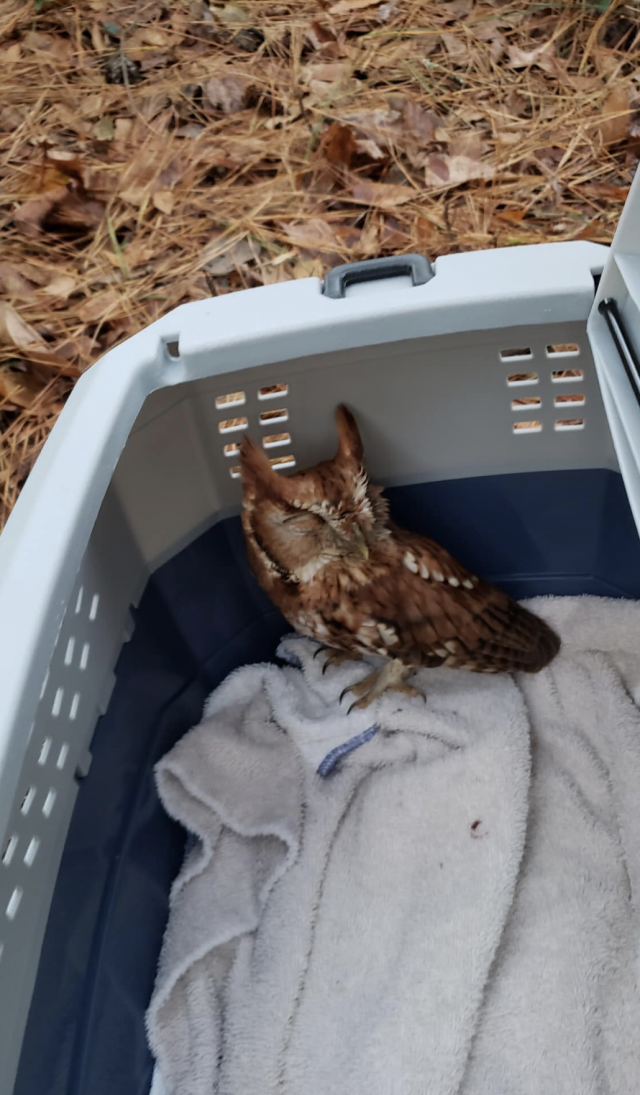 Captura de pantalla 2019 12 20 a las 9.41.51