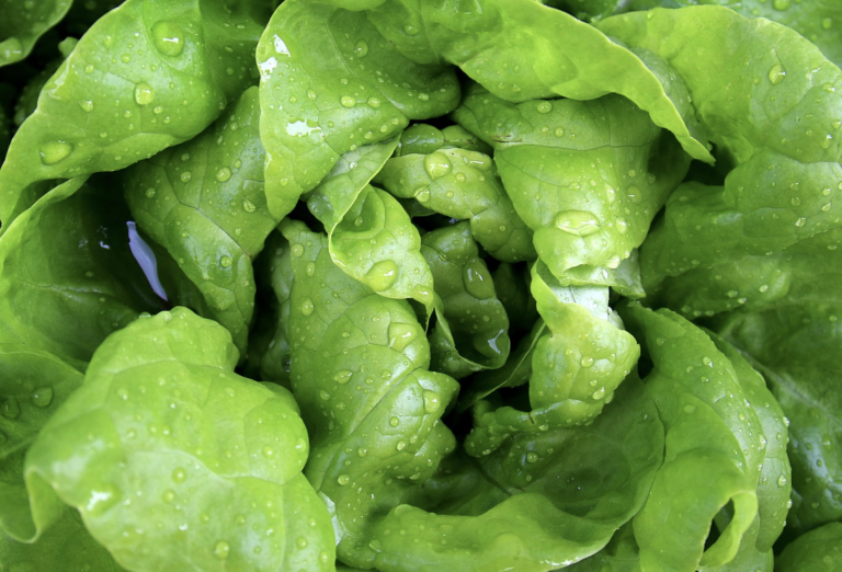 Incautan casi 400 kilos de cannabis escondidos en lechugas en Francia: detenido un camionero español