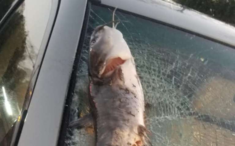 Una mujer atropella a un pez llovido del cielo