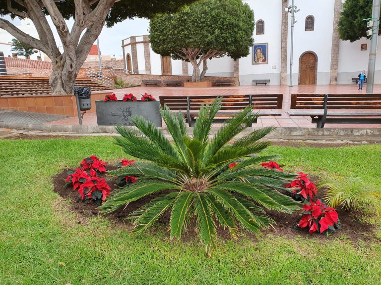 El Ayuntamiento decora por Navidad las zonas ajardinadas y parterres del municipio con 800 flores de pascua 