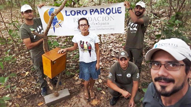 Loro Parque Fundación salva a 10 especies de loros de la extinción   4 Loro Parque Fundación salva a 10 especies de loros de su total extinción en la naturaleza 3