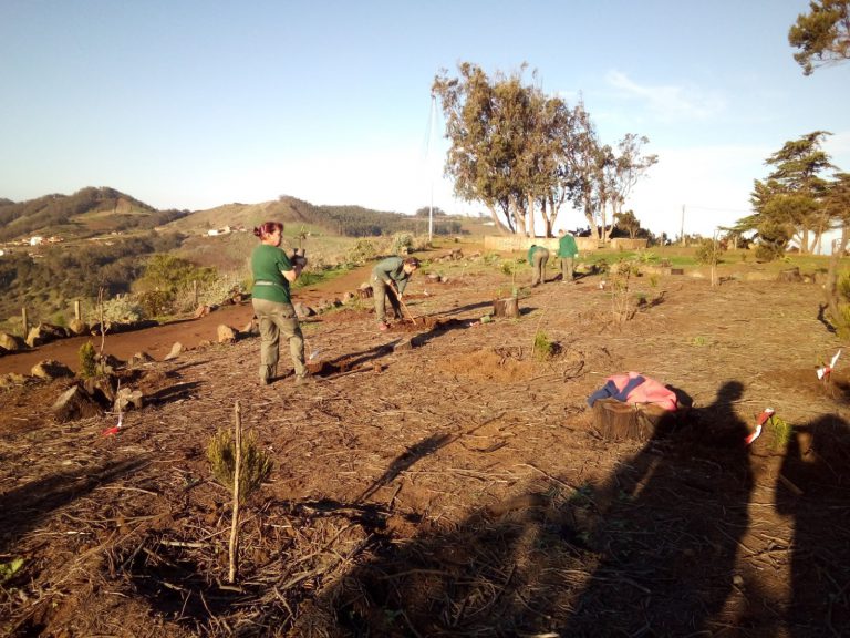 El Ayuntamiento realiza una actividad de reforestación en Mesa Mota con más de cien árboles y arbustos
