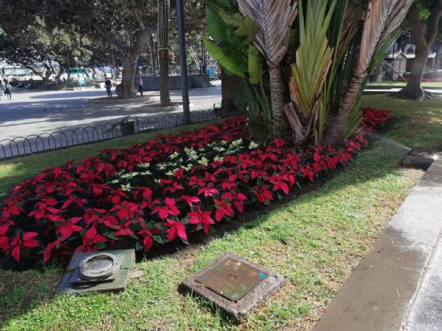 Plantacion Pascuas Parque San Telmo 29 nov 2019