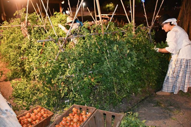 Tomateros. Belén Viviente de Veneguera