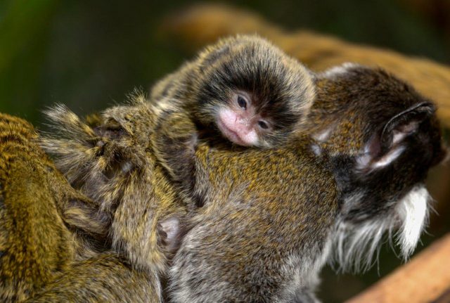 Loro Parque cumple 47 años de amor por la naturaleza y los animales 5 loro parque cumple 47 años 06
