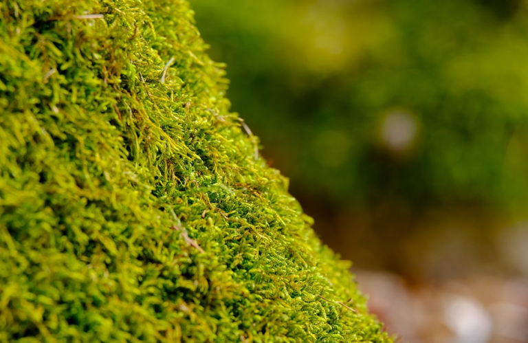 Esta es la elevadísima multa a la que te enfrentarías por coger musgo para decorar el belén