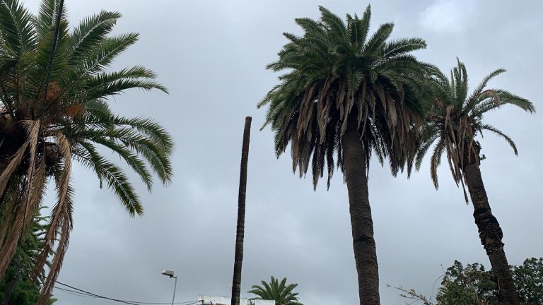 ANDO Sataute pide que se analicen las causas de la caída de la palmera de Los Olivos y realizar un muestreo en el palmeral del municipio 