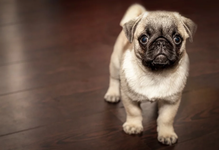 Cómo realizar la Maniobra de Heimlich a tu mascota si se atraganta