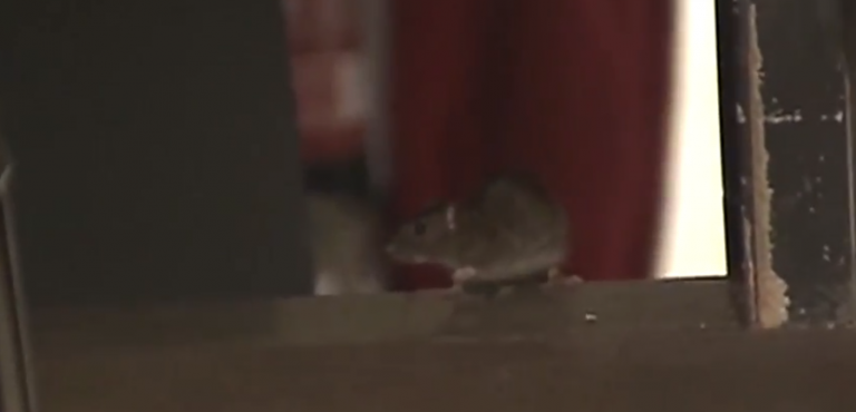 Cierran una pizzería en Madrid tras encontrar ratas e insectos campando a sus anchas