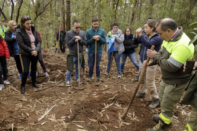 reforestacion 034