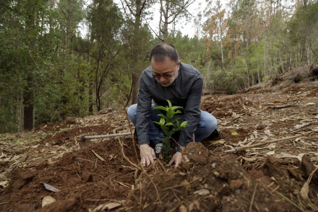 reforestacion 038