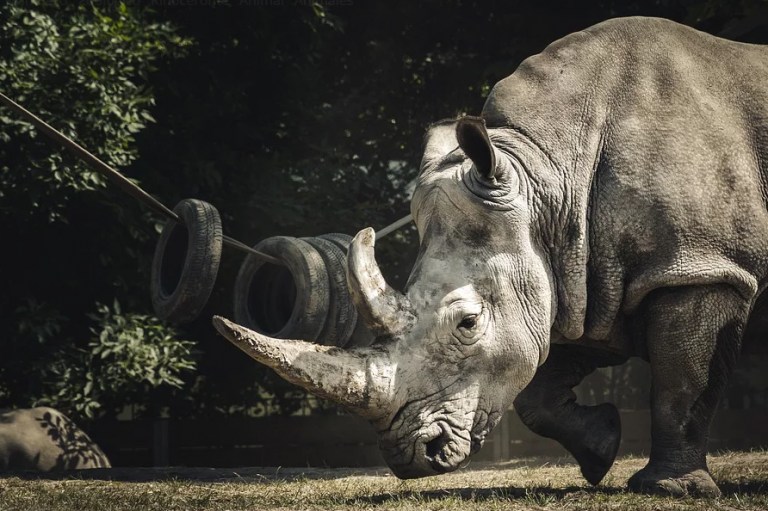 Más de 22,000 personas se unen en Francia para comprar un zoológico y salvar a sus animales