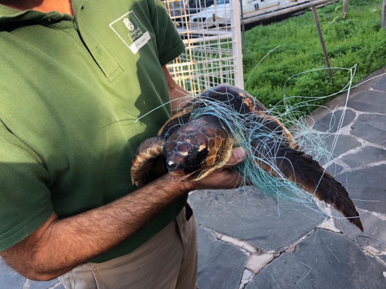 El Cabildo de Gran Canaria trata a dos tortugas rescatadas enredadas en redes de pesca en El Confital