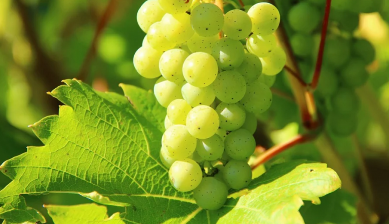 La uva, un 11% más barata que el año pasado